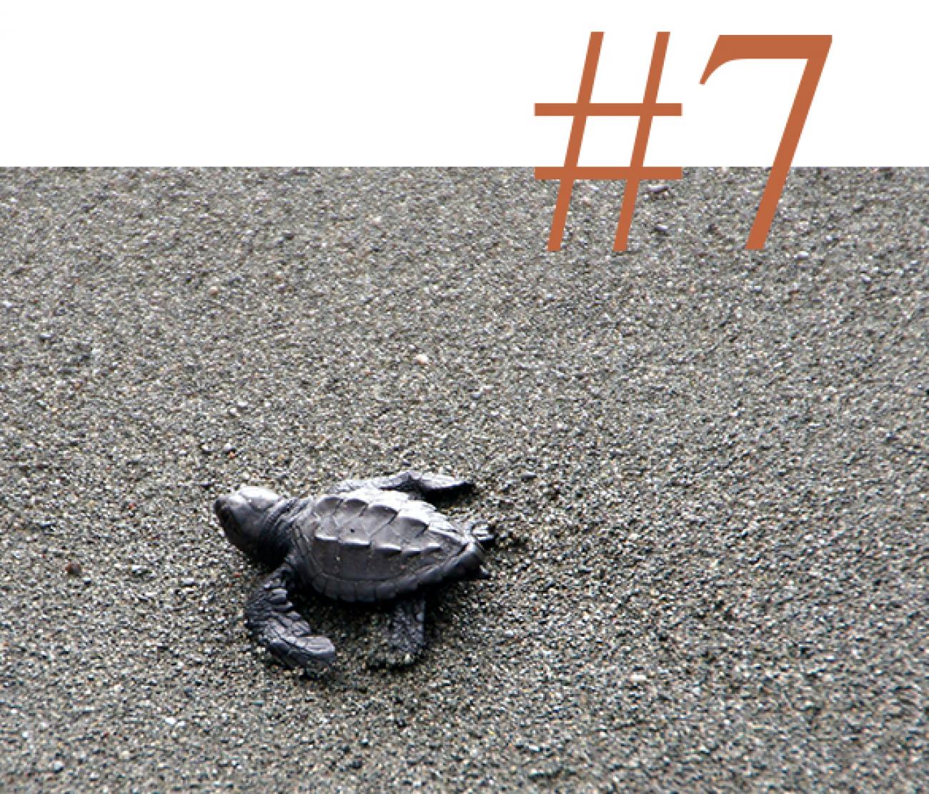 Turtle hatching season in Costa Rica during January. See a baby turtle making its way across the sand