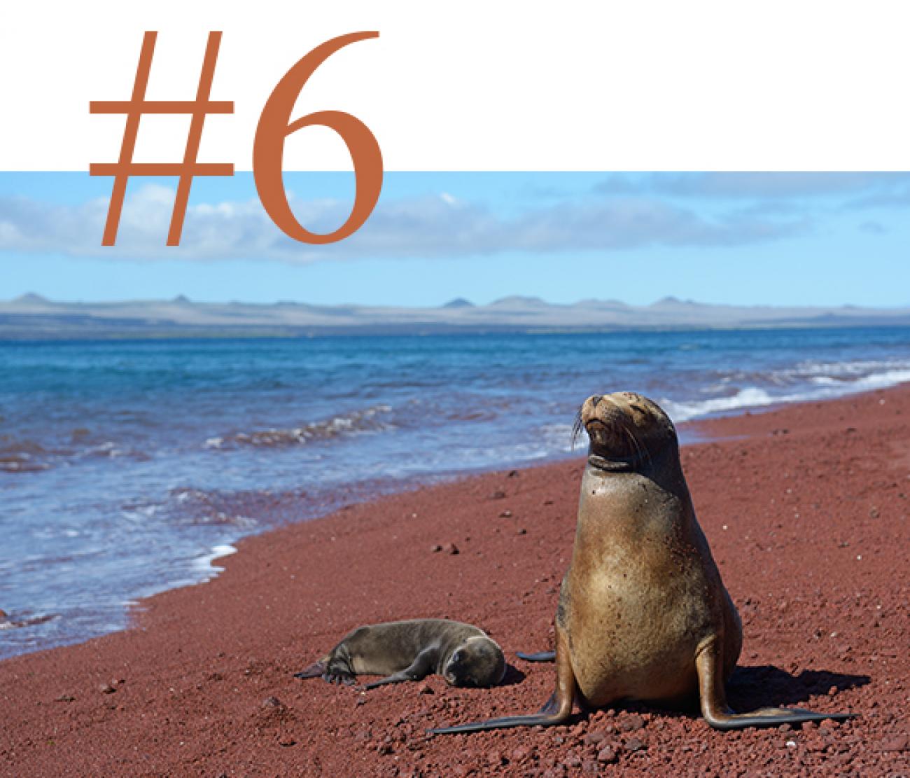 A seal and its pup in the Galapagos Islands, Ecuador