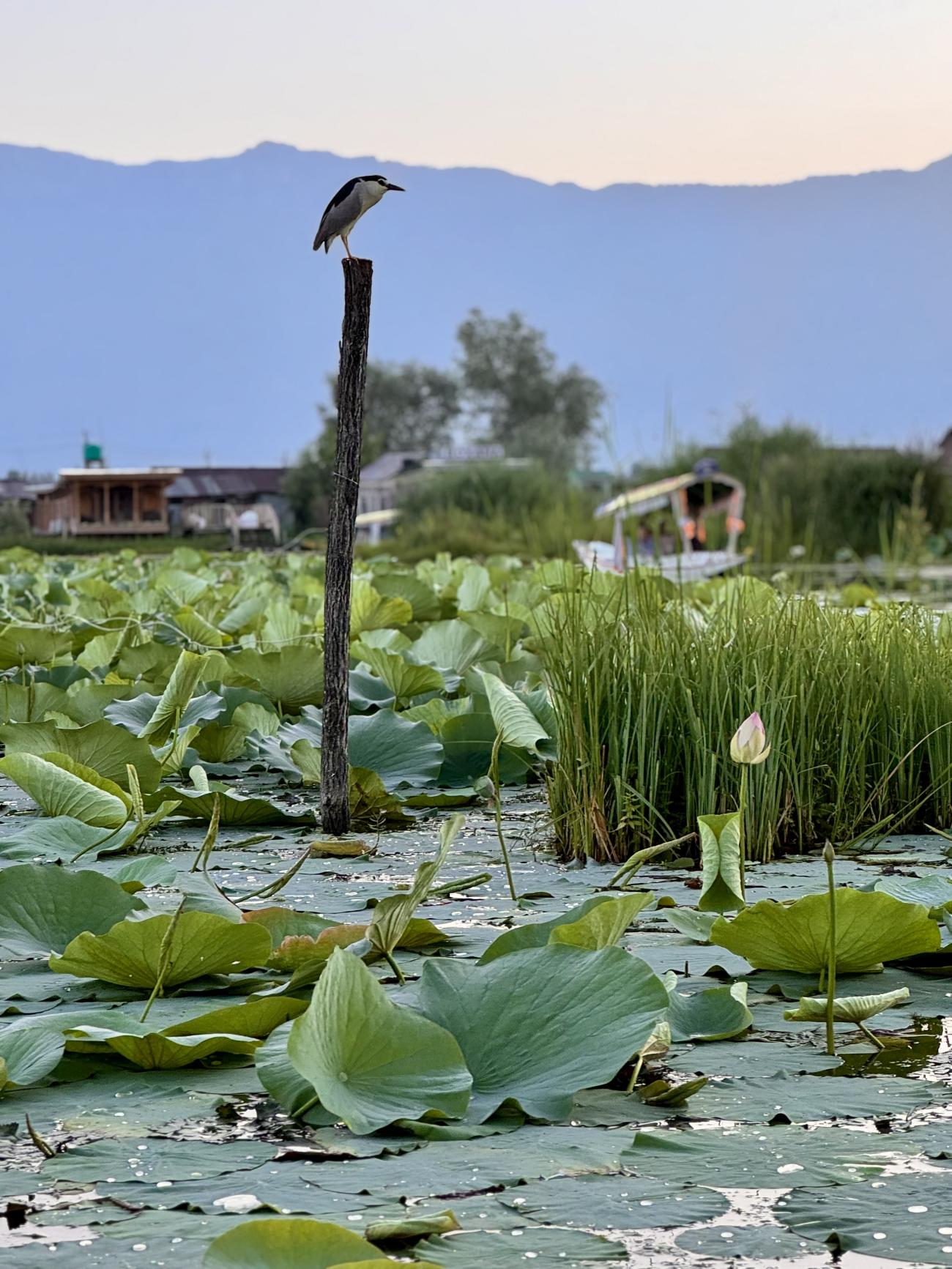 Indian pond heron - Dal Lake