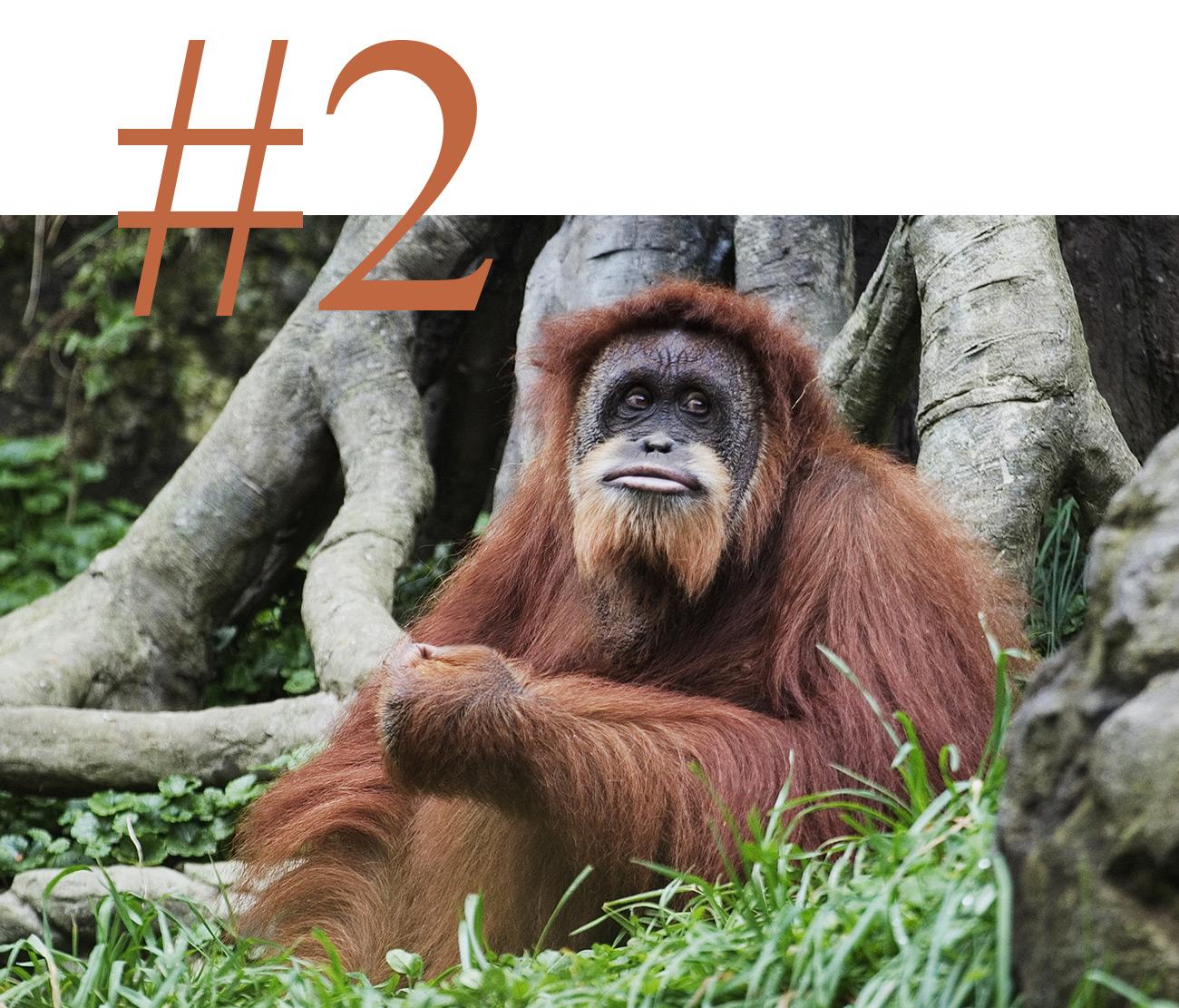Borneo Wildlife