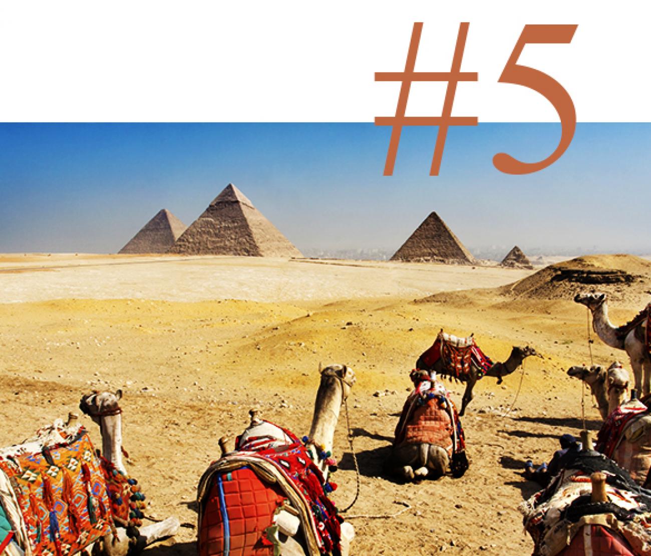 Camels waiting near the pyramids of Cairo, Egypt in March