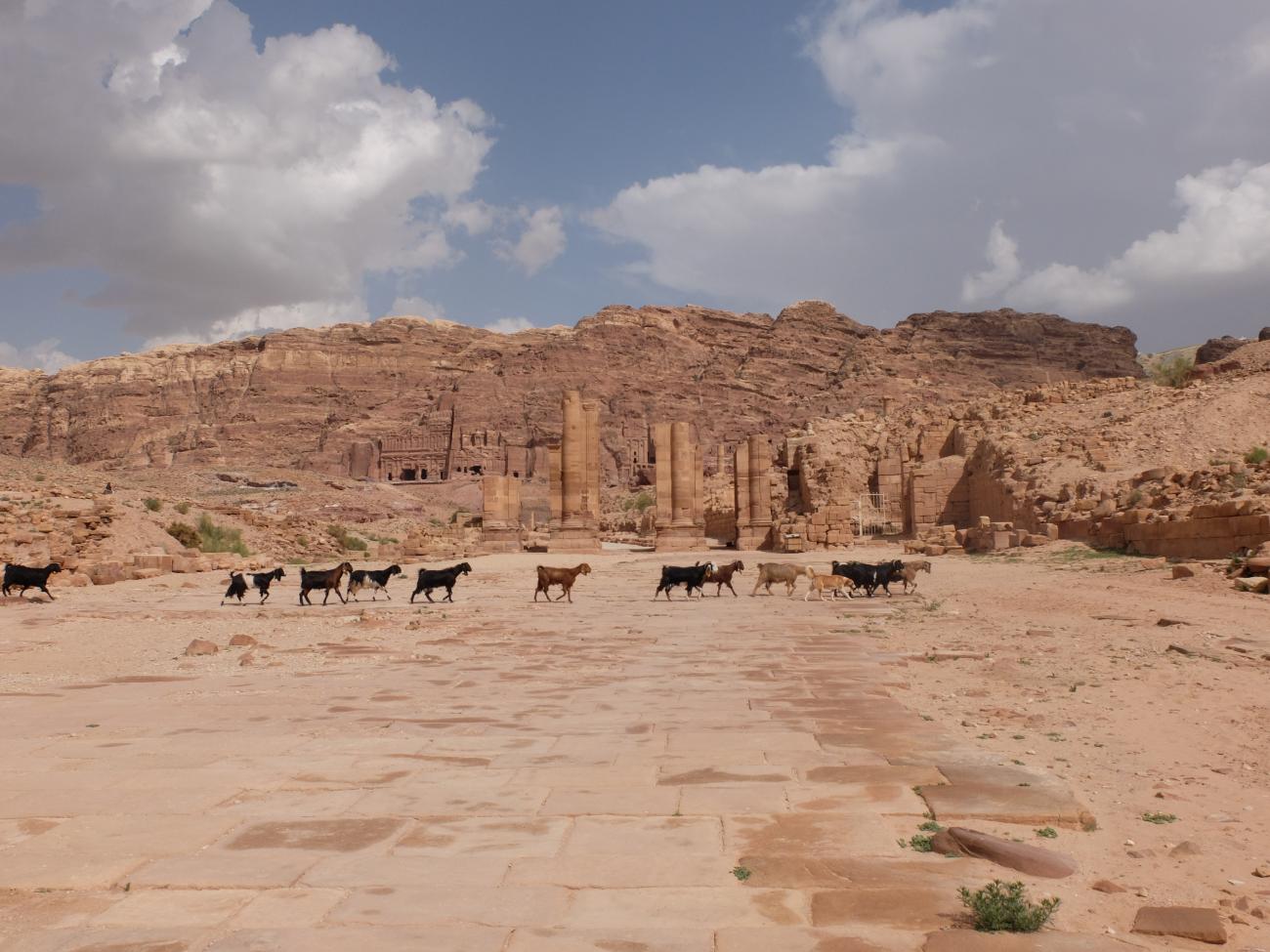 Goats walking in a line across Petra in Jordan