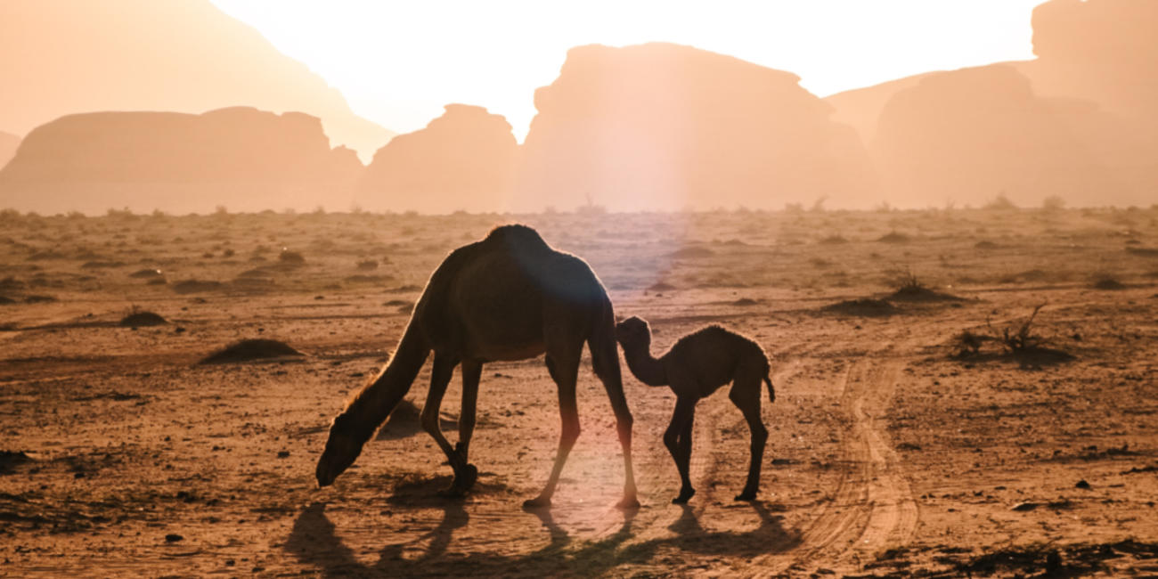 planning a trip to jordan