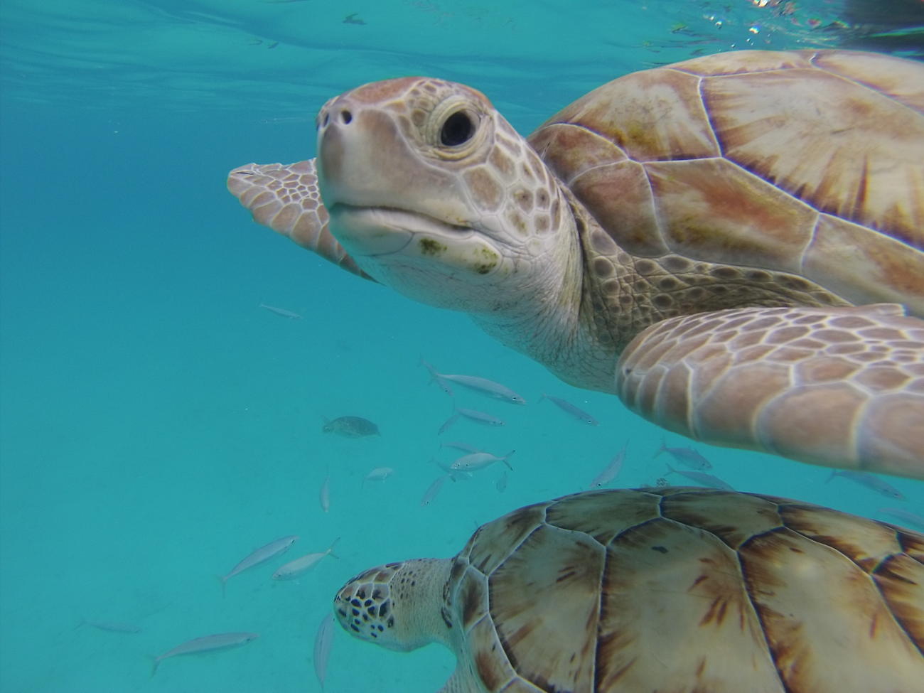 Hawksbill turtles