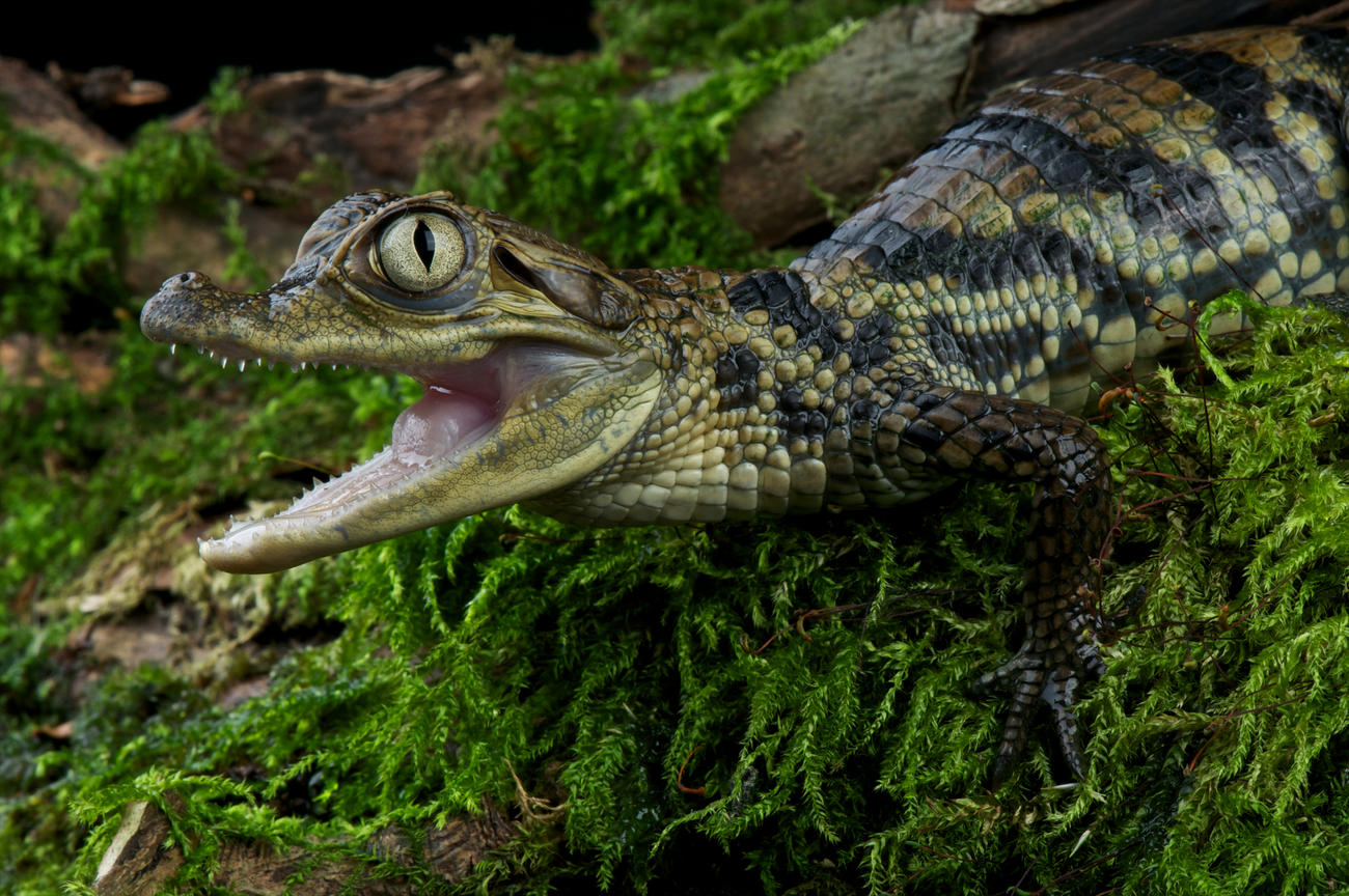 wildlife in bolivia