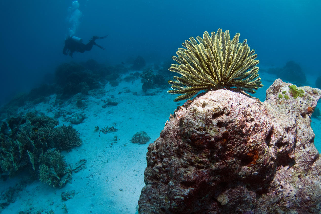 Diving in Thailand