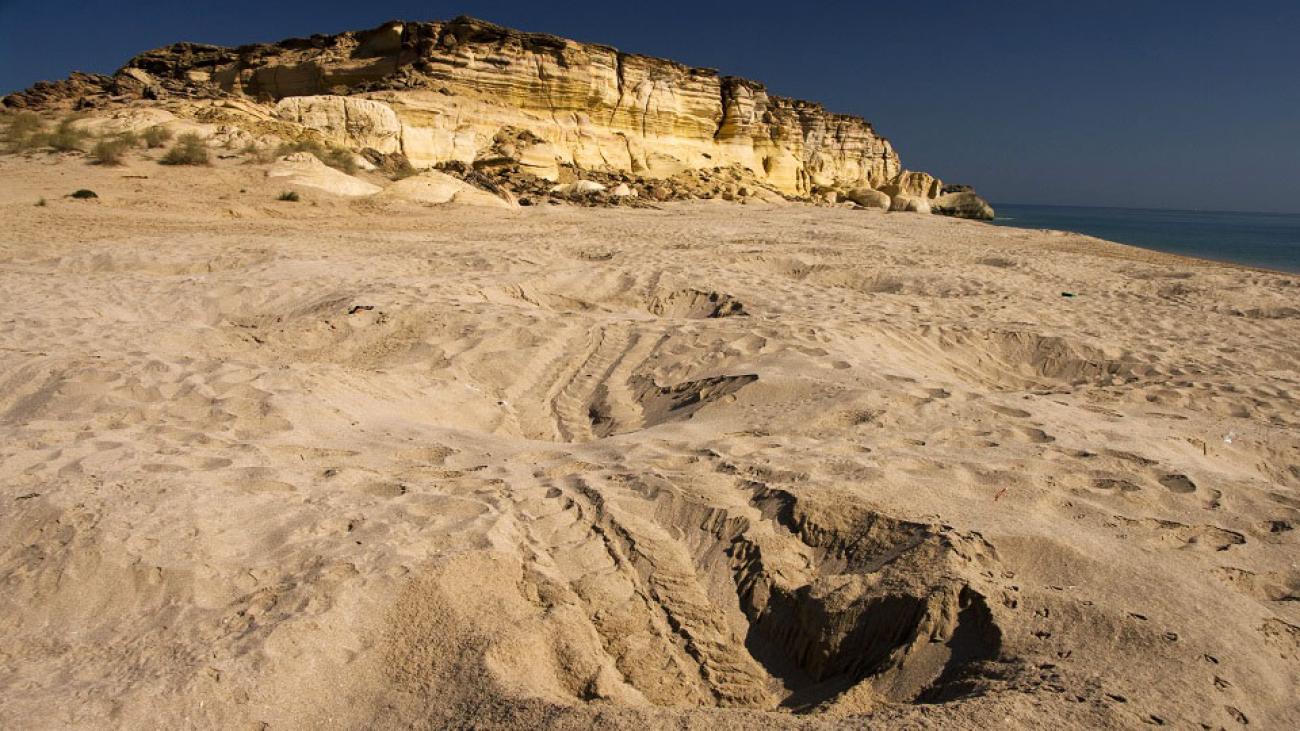 Ras Al Hadd Oman Holidays