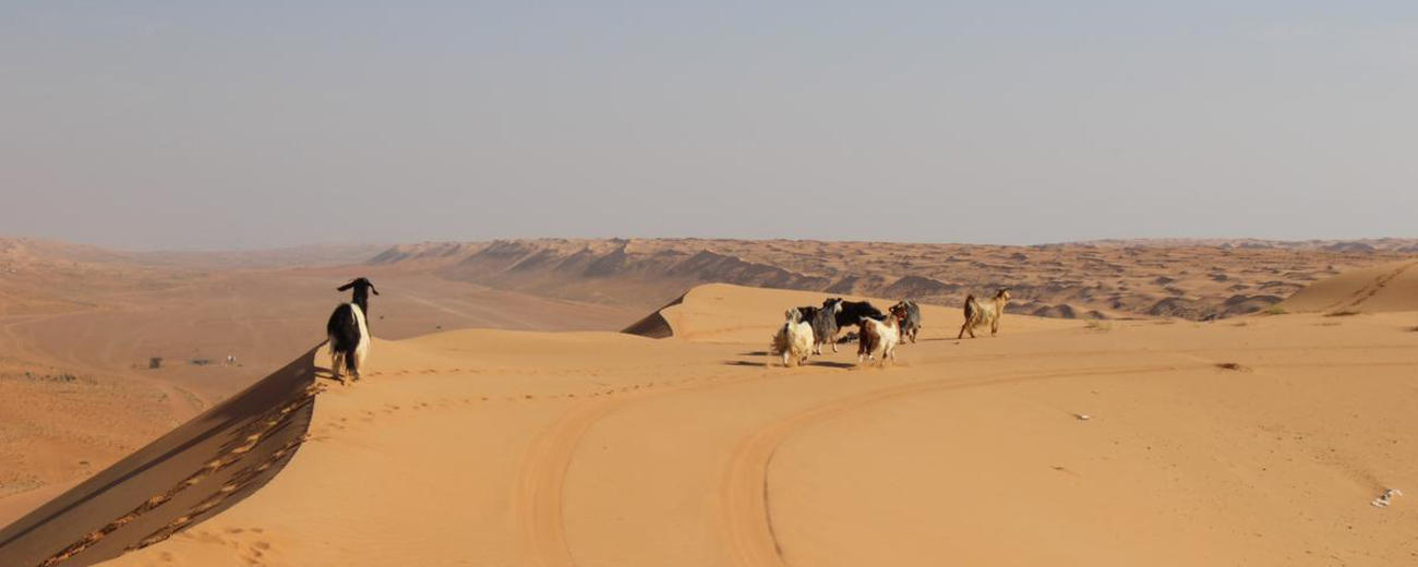Oman Empty Quarter Tours