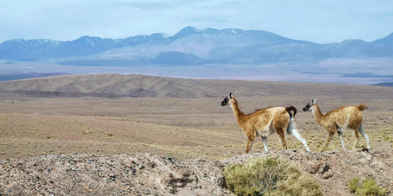 what is bolivia famous for