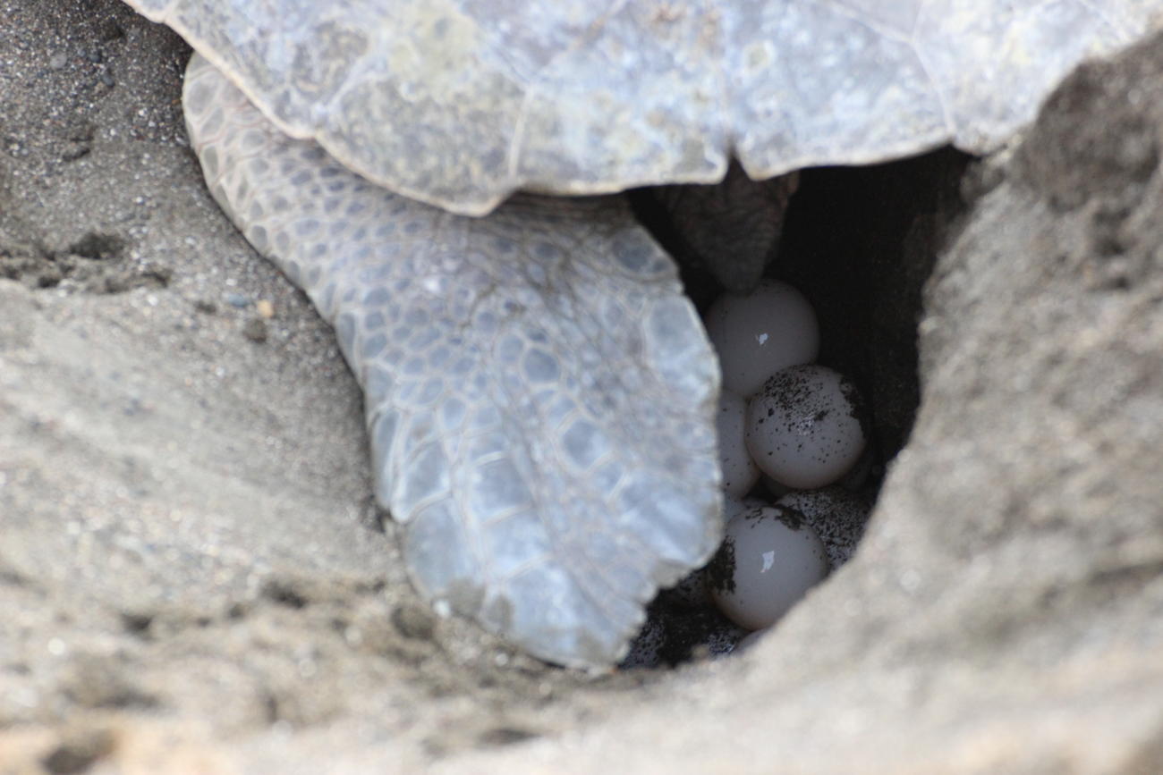 Turtle Conservation