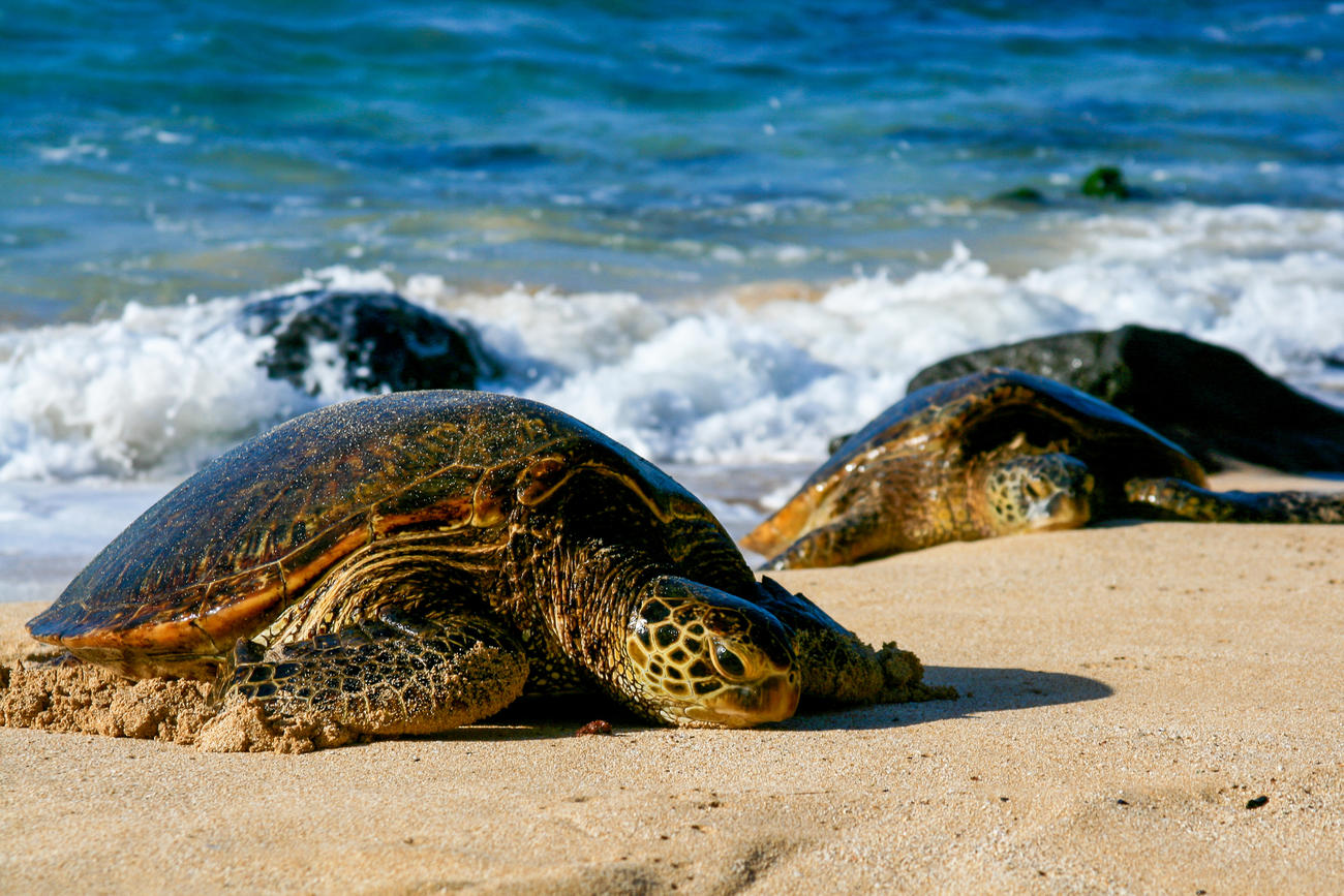 Green turtle