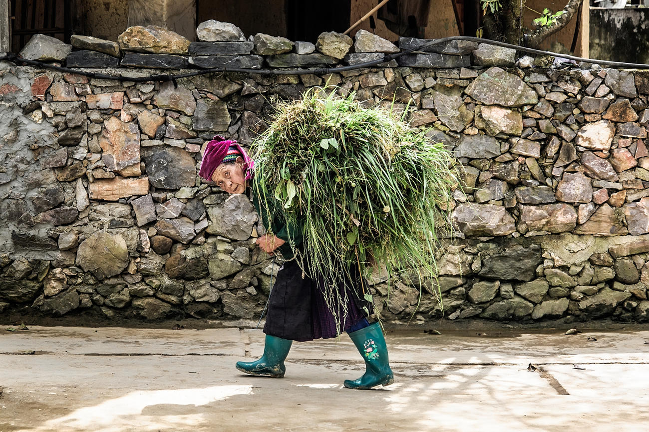 Sapa