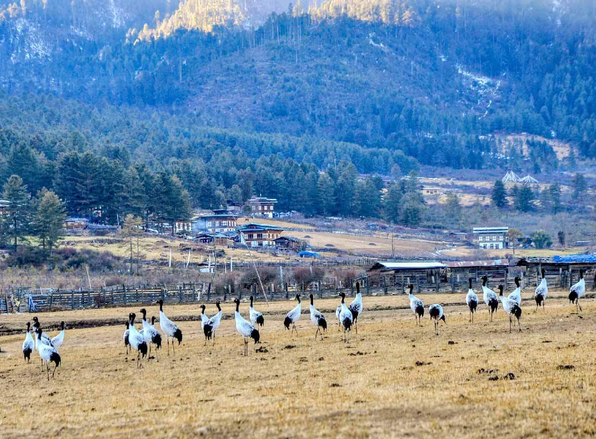 Gangtey Lodge